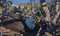 Sandy Steers, Wildlife Activist Behind Famed Big Bear Bald Eagle Livestream, Dies at 73