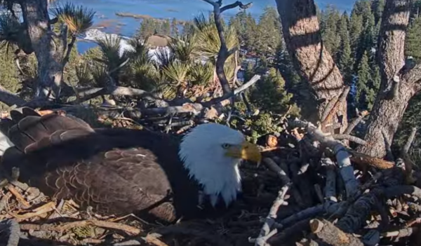 Big Bear Bald Eagle Eggs Still Unhatched, One Likely Not Viable | The
