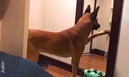 Dog Wants to Play With His Image in Mirror