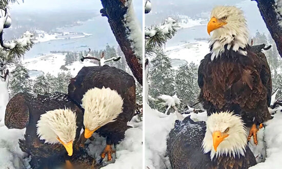 American Bald Eagle Dad Cares For His Mate During Her Labor—His Attentive Love Wins Hearts: VIDEO