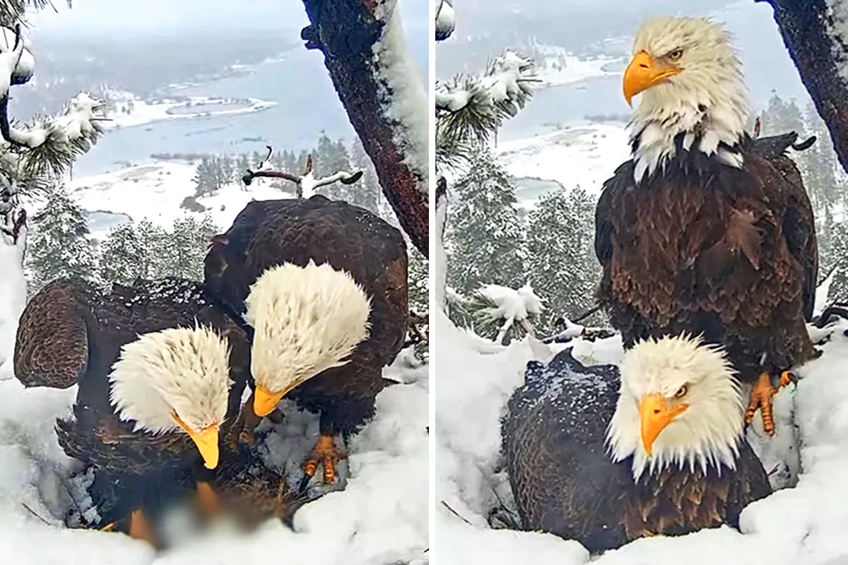 (Courtesy of Big Bear Valley and Big Bear Eagle Nest Cam)