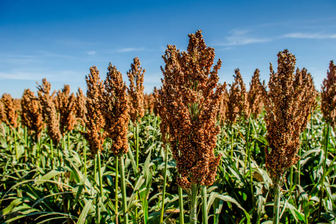Sorghum. (Jennifer Princ/Shutterstock)