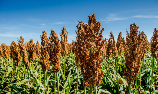 Sorghum: The Ancient Grain for Modern Health