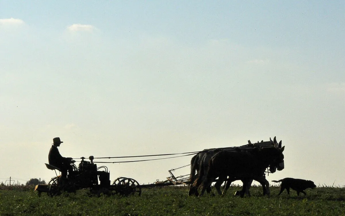 An Amish farmer works on his field near Paradise, Pa., on Nov. 1, 2011. (Mladen Antonov/AFP via Getty Images)