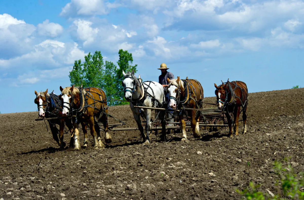 An Amish farmer uses a horse drawn harrow in a field on his farm near Wilson, Wis., on June 3, 2013. (Karen Bleier/AFP via Getty Images)