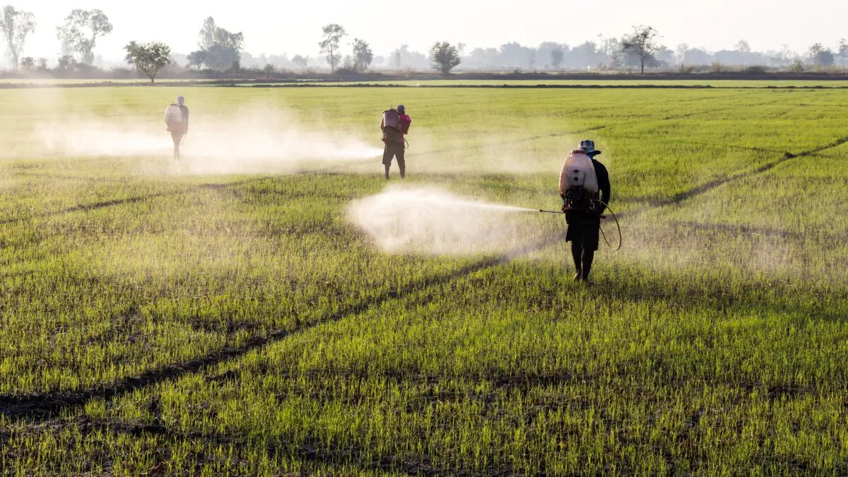 Workers employed farmers are going to spray herbicides on paddy fields in a rural area early morning. (Shutterstock)