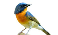 Morning Gold and Muses of Dawn: ‘The Early Bird Gets the Worm’