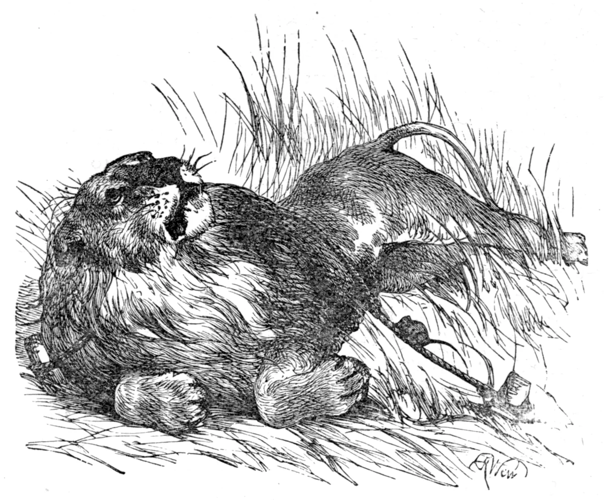 Illustration by Harrison Weir in “Three Hundred Aesop's Fables,” 1867, translated by the Rev. Geo. Fyler Townsend. (Public domain)