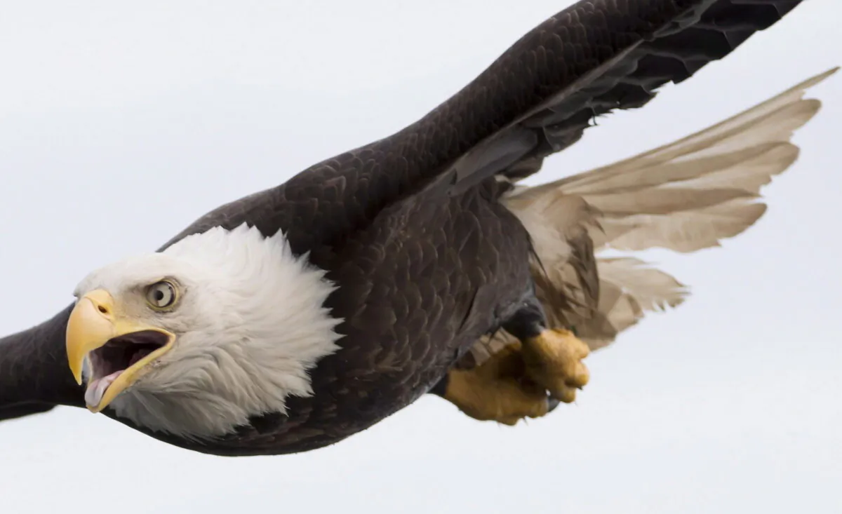 A eagle flies over the waters of Chatham Sound near Prince Rupert, B.C., on June, 22, 2018. (The Canadian Press/Jonathan Hayward)