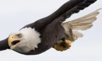 City of Prince Rupert Says 19 Eagles Dead at Landfill Due to ‘Deleterious’ Substance