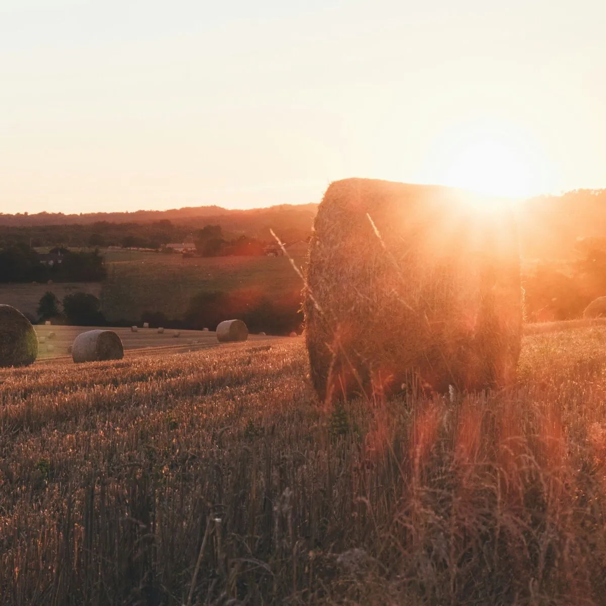 (Annie Spratt/Unsplash.com)