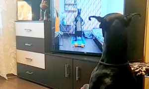 Adorable Dog Does Its Own Exercise Routine