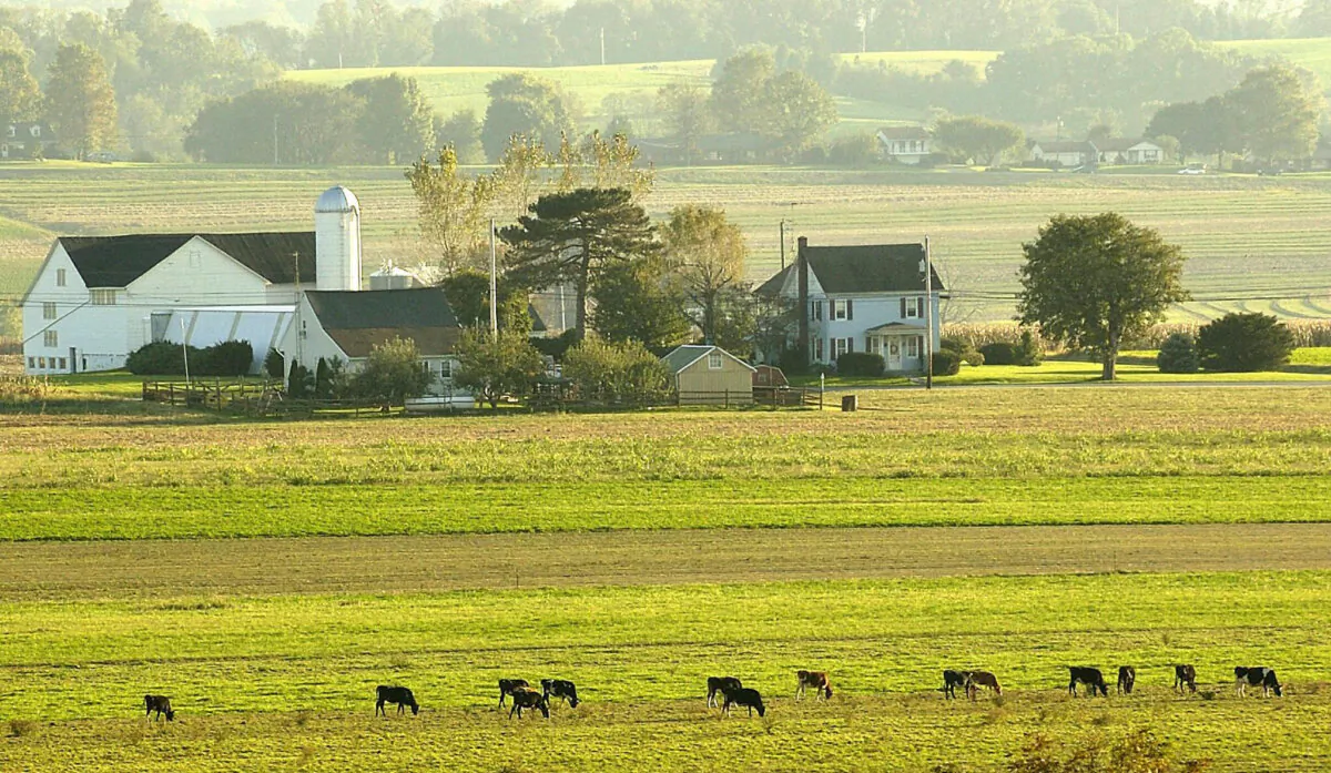Cows graze near a farm in Lancaster County, Pa., on Oct. 7, 2004. (Stan Honda/AFP via Getty Images)