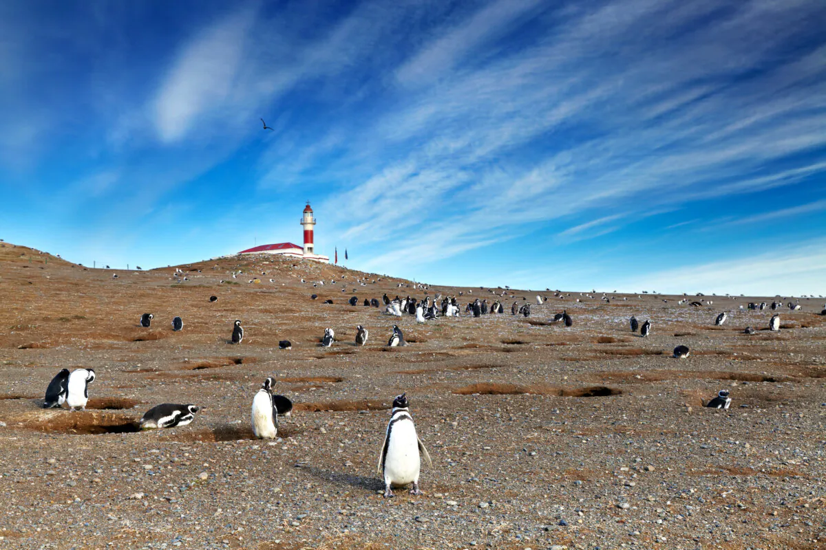 A colony of Magellanic penguins on Magdalena island. (Dmitry Pichugin/Shutterstock)