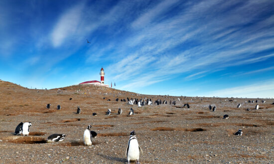 A Day Among Penguins on Chile's Magdalena Island