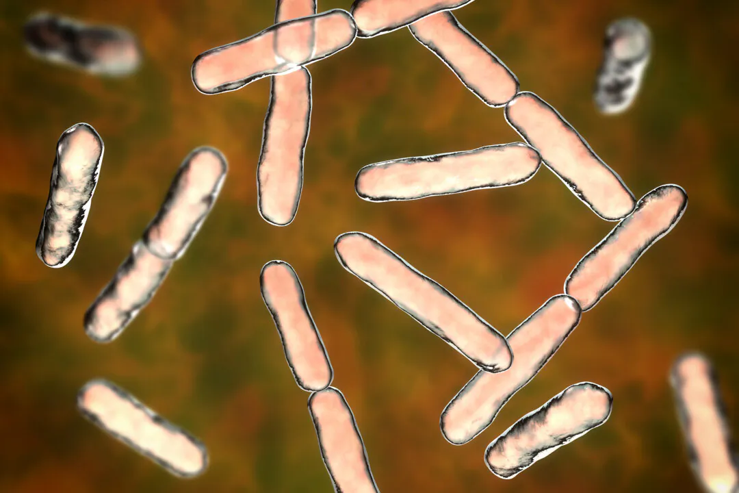 Bifidobacteria are vital to gut immunity. (Kateryna Kon/Shutterstock)
