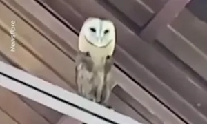 Gospel-Loving Owl Bops Along With Church Choir in the Dominican Republic
