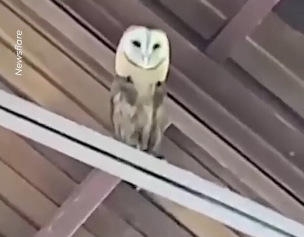 Gospel-Loving Owl Bops Along With Church Choir in the Dominican Republic