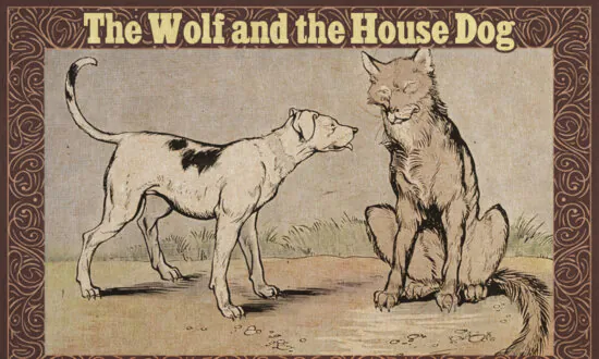 House Dog Tells Wolf to Leave the Woods and Live Like Him, Just Then Wolf Sees Dog’s Chafed Neck