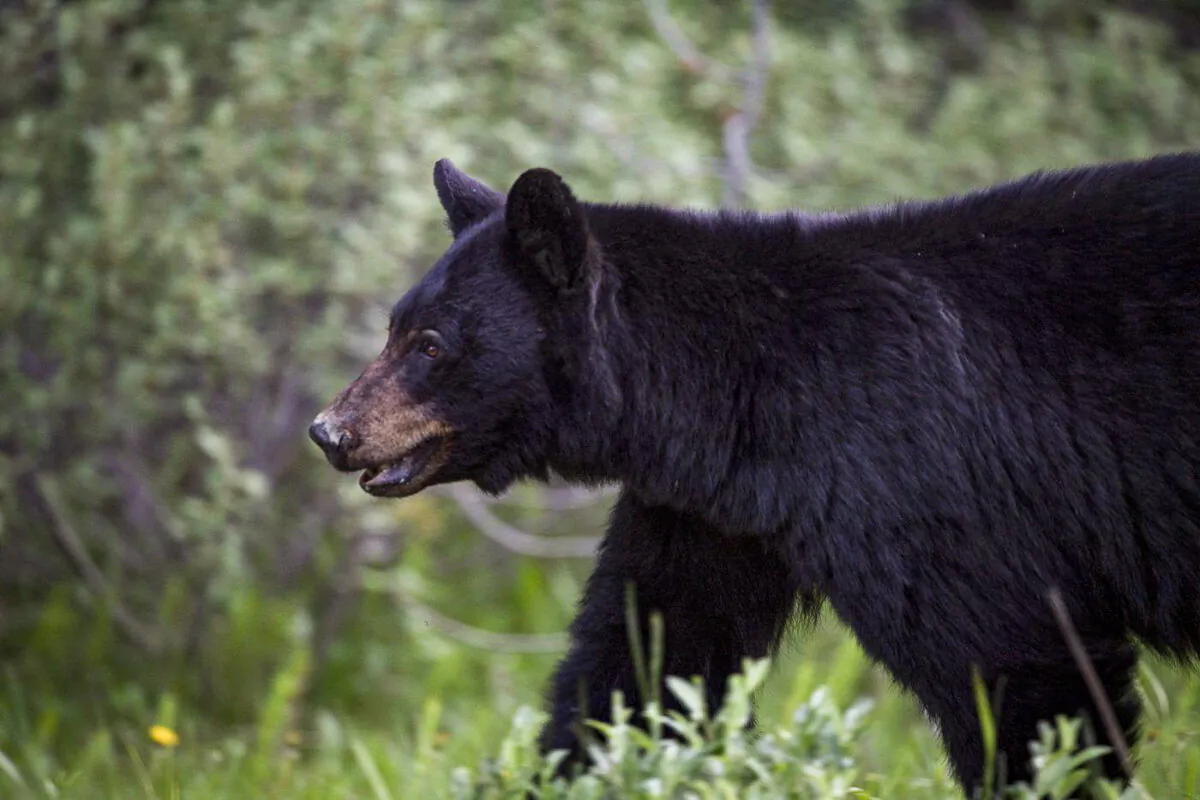 A black bear is seen near Lake Louise, Alta., in June 2020. (The Canadian Press/Jonathan Hayward)