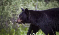 Woman Survives Bear Attack Outside Her Home; Mother Bear Killed and 3 Cubs Tranquilized