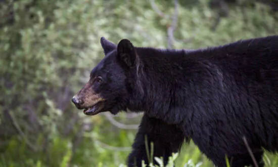 Black Bear Hibernation Ending Early in Ontario—Here’s How to Avoid Encounters