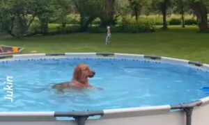 Cute Dog Refuses to Get Out of the Pool!