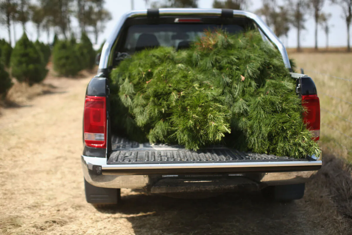 A freshly cut tree is seen on the back of a ute in Luddenham, Australia, on Dec. 3, 2016. (Mark Kolbe/Getty Images)