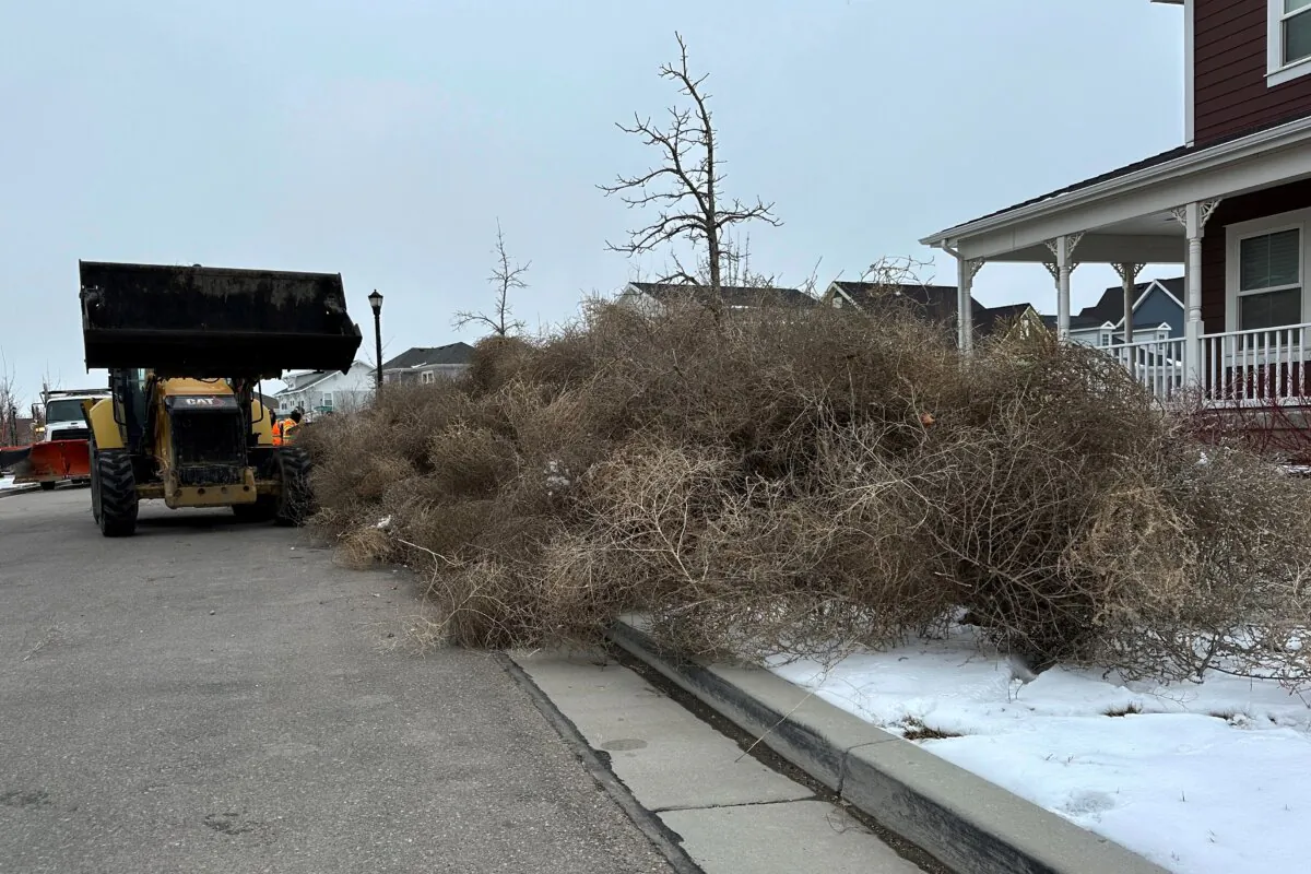 City workers clean up tumbleweeds in South Jordan, Utah on March 5, 2024. (Brady McCombs/AP Photo)