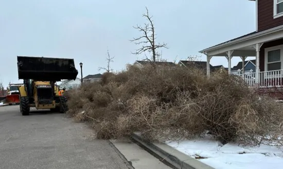 Iconic Old West Tumbleweeds Roll in and Blanket Parts of Suburban Salt Lake City
