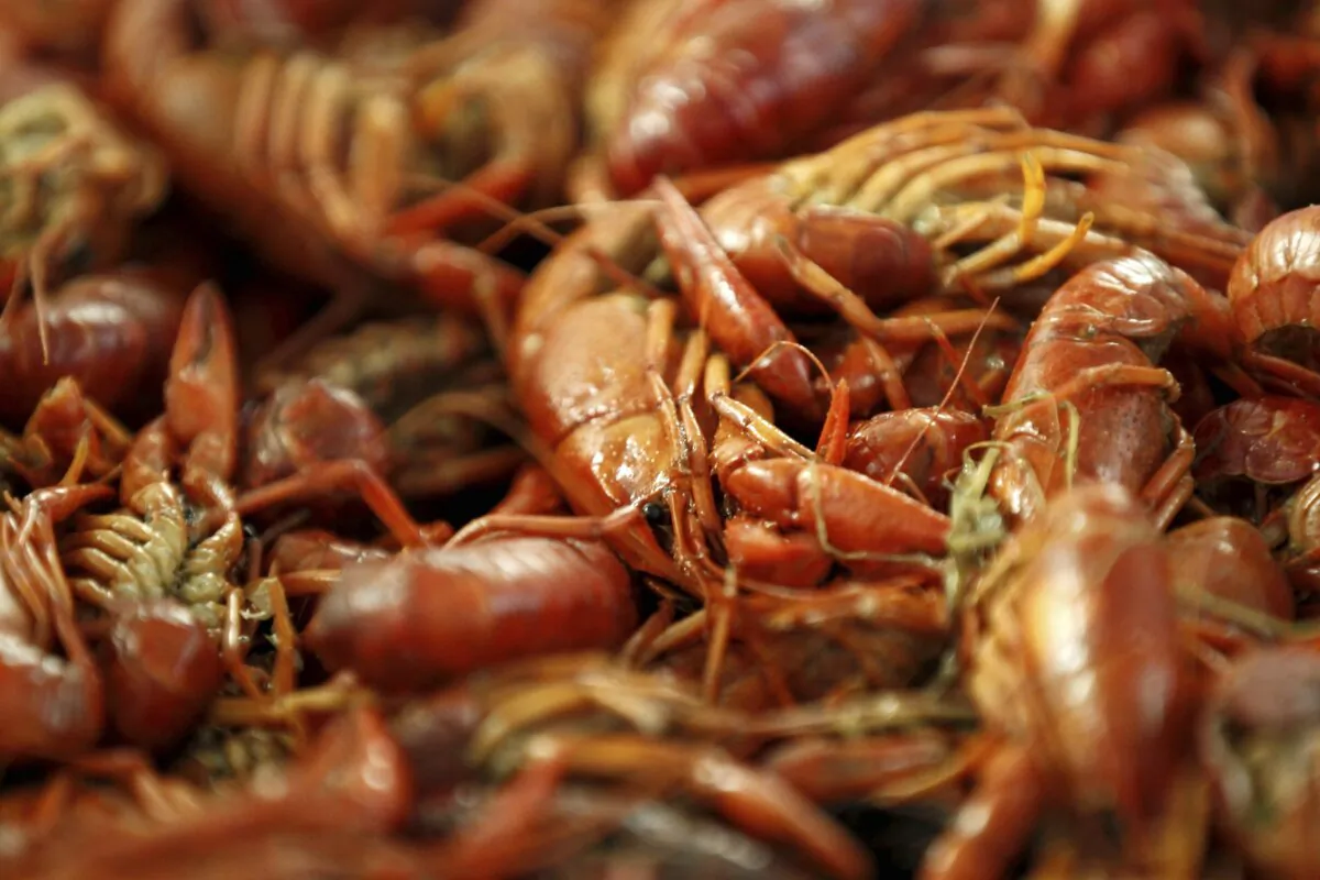 Boiled crawfish lie on display at Kjean's Safood in New Orleans on Jan. 25, 2013. (Gerald Herbert/AP Photo)