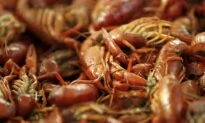 Amid Louisiana’s Crawfish Shortage, Governor Issues Disaster Declaration