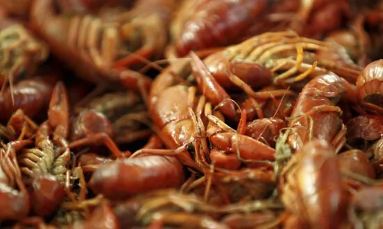 Amid Louisiana’s Crawfish Shortage, Governor Issues Disaster Declaration
