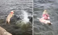 Cute Labrador Jumps Into Water to ‘Rescue’ Owner Swimming in Flaming Gorge Reservoir: VIDEO