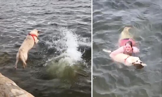 Cute Labrador Jumps Into Water to 'Rescue' Owner Swimming in Flaming Gorge Reservoir: VIDEO