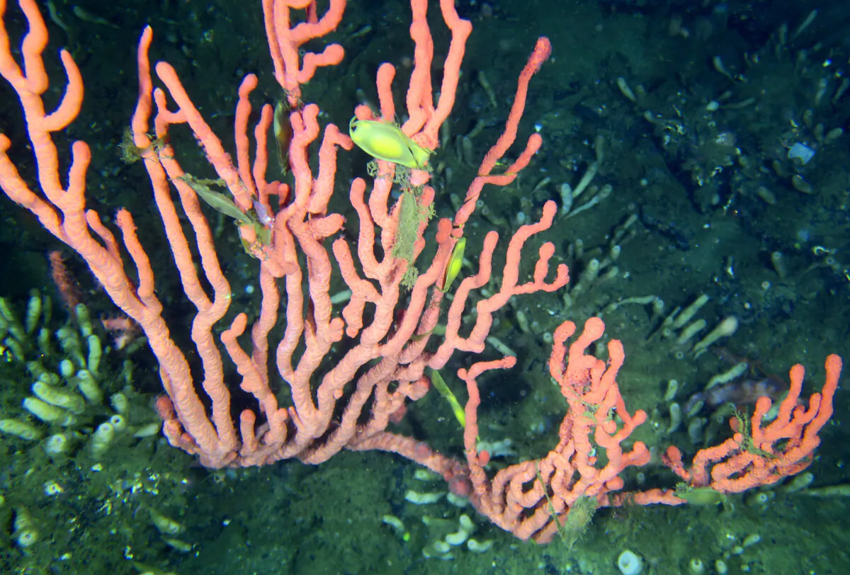 Fish swim amidst pink coral in the Lophelia Reef, located in the Finlayson Channel of the British Columbia coast, about 500 kilometres northwest of Vancouver, in an undated handout photo. (The Canadian Press/HO-Fisheries and Oceans Canada)