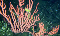 Government Closes Bottom-Contact Fishing Near Rare BC Coral Reef