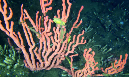 Government Closes Bottom-Contact Fishing Near Rare BC Coral Reef