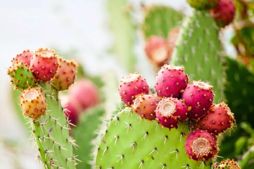 (fischers/Shutterstock)