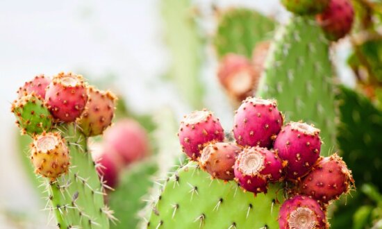 Prickly Pear Cactus: Helps Manage Diabetes, Cancer, Heart Disease, and More