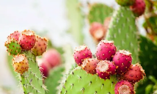 Prickly Pear Can Assist in Treatment of Diabetes and More