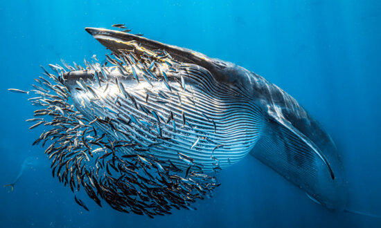 Winning Photos of Dazzling Marine Life, Sunken War Machines, and More: 2024 Underwater Photographer of the Year Awards