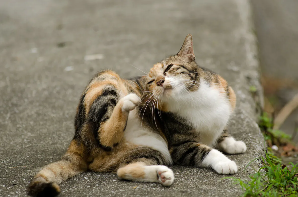 To prevent your cats from getting the plague, use effective flea control throughout the year and keep your cats inside to discourage hunting. (elwynn/Shutterstock)