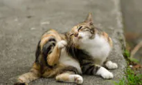 Fleas Transmit Plague Bacteria