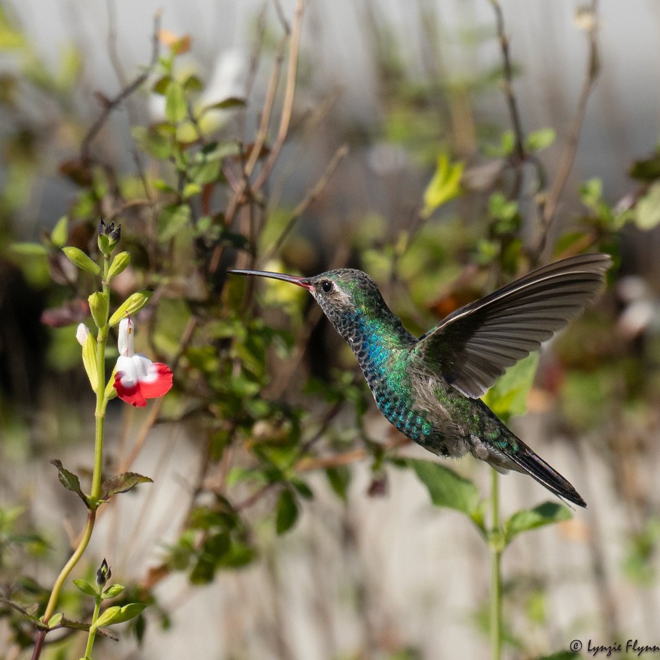 broad-billed hummingbird