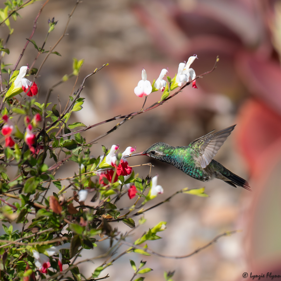 broad-billed hummingbird