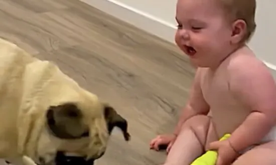 Baby Laughs Heartily as Dog Chases Light From Their Torch