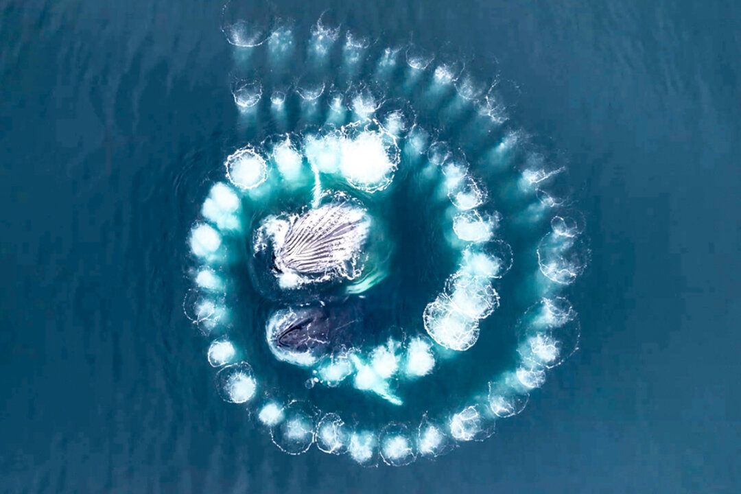 Humpback Whales Form Mesmerizing Spiral of Bubbles Under Water, Here’s ...
