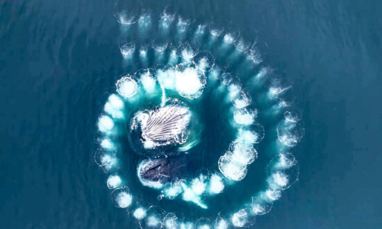 Humpback Whales Form Mesmerizing Spiral of Bubbles Under Water, Here's Why: Drone Video