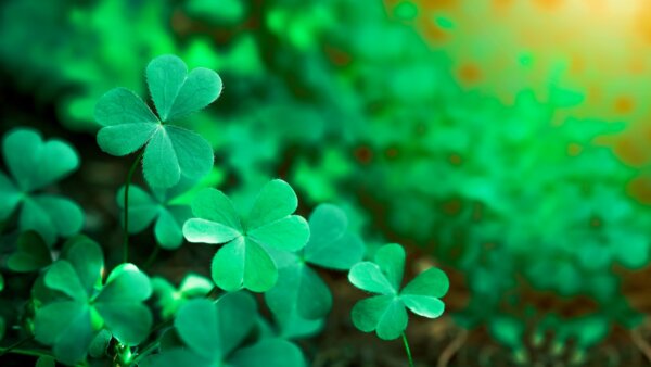 Why Shamrocks Are the Symbol of St. Patrick’s Day